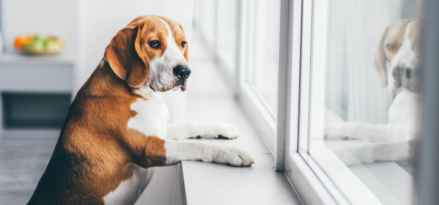 Comment gérer l'anxiété de son chien